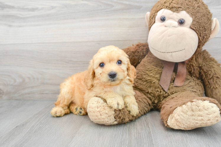 Meet Luna - our Mini Goldendoodle Puppy Photo 1/3 - Puppy Love PR Mini Goldendoodle Puppy for Adoption