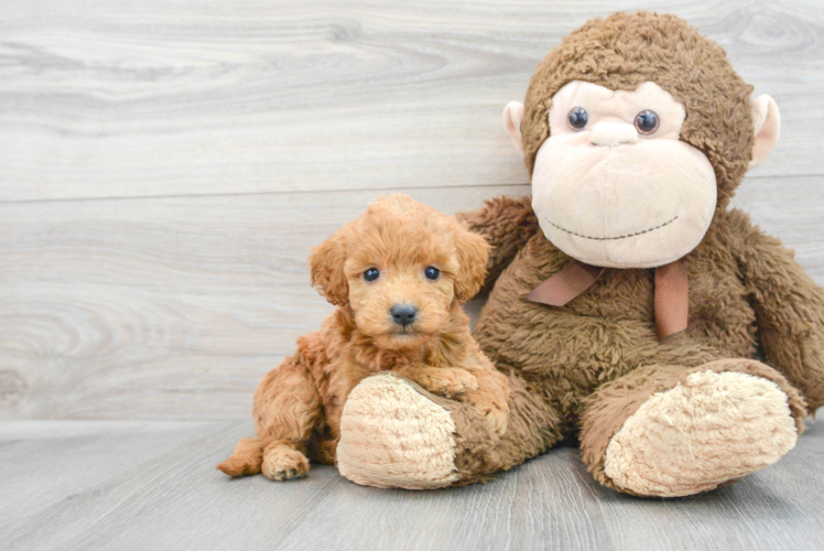 Happy Mini Goldendoodle Baby