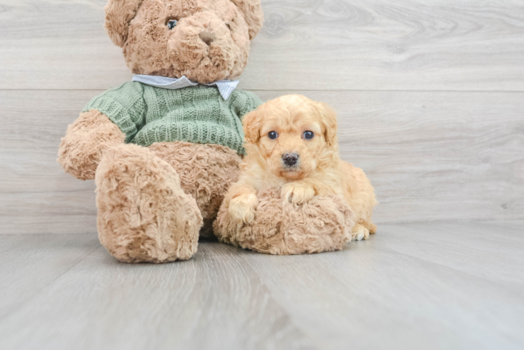 Meet Livi - our Mini Goldendoodle Puppy Photo 1/3 - Puppy Love PR Petite Mini Goldendoodle Poodle Mix Pup