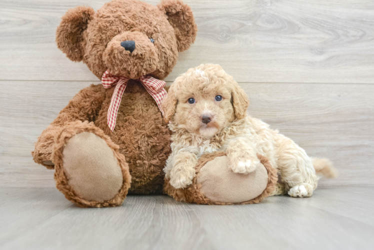 Meet Livi - our Mini Goldendoodle Puppy Photo 1/3 - Puppy Love PR Fluffy Mini Goldendoodle Poodle Mix Pup