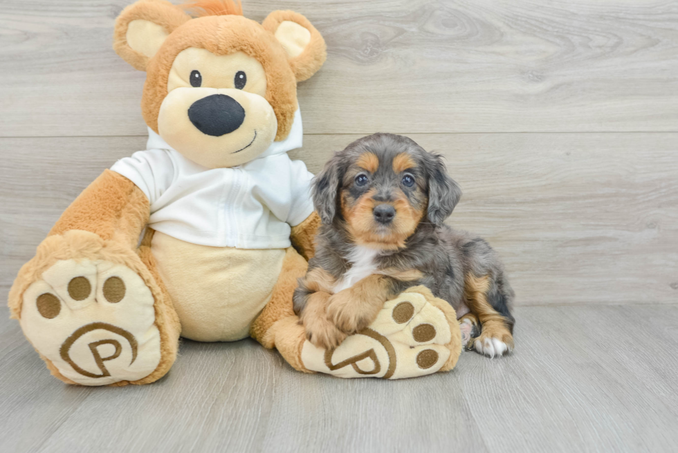 Popular Mini Goldendoodle Poodle Mix Pup