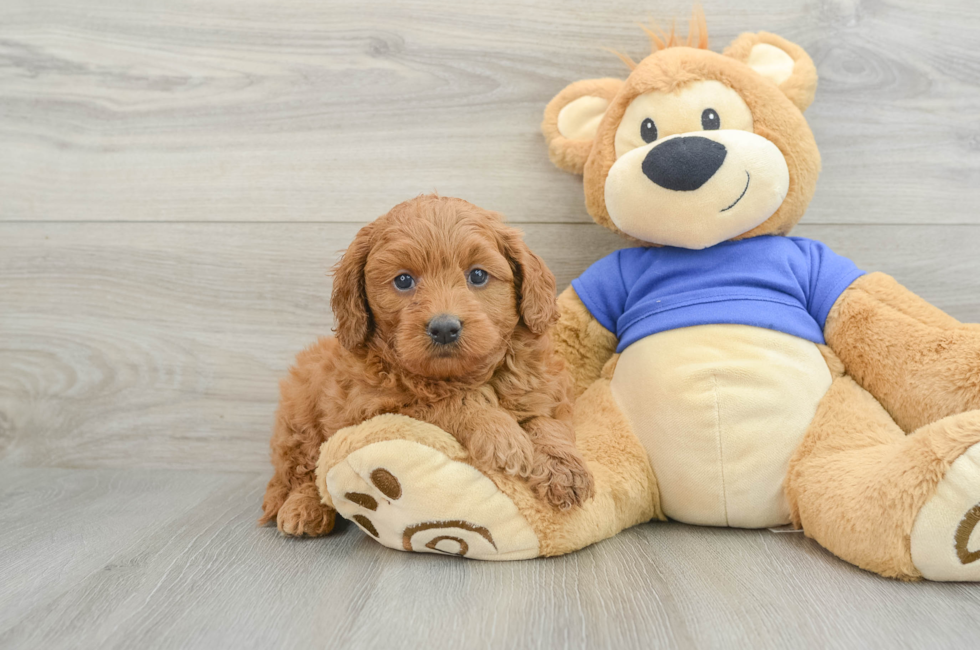 6 week old Mini Goldendoodle Puppy For Sale - Puppy Love PR