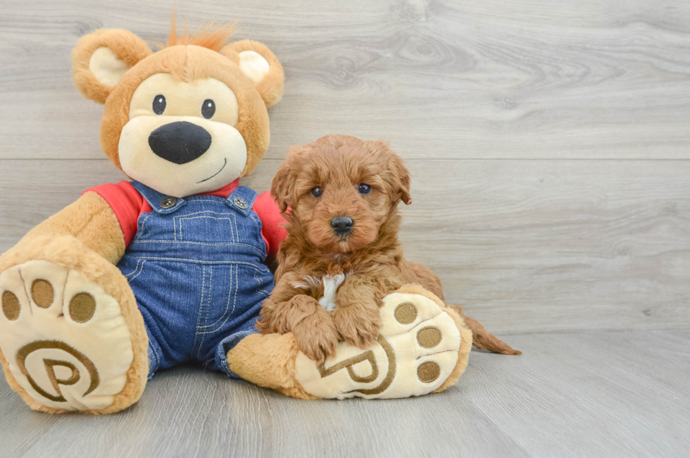 6 week old Mini Goldendoodle Puppy For Sale - Puppy Love PR