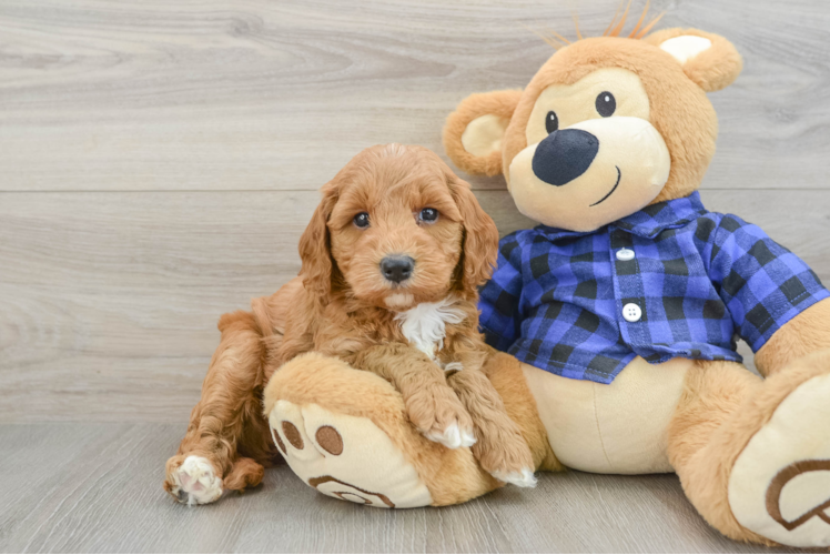 Fluffy Mini Goldendoodle Poodle Mix Pup