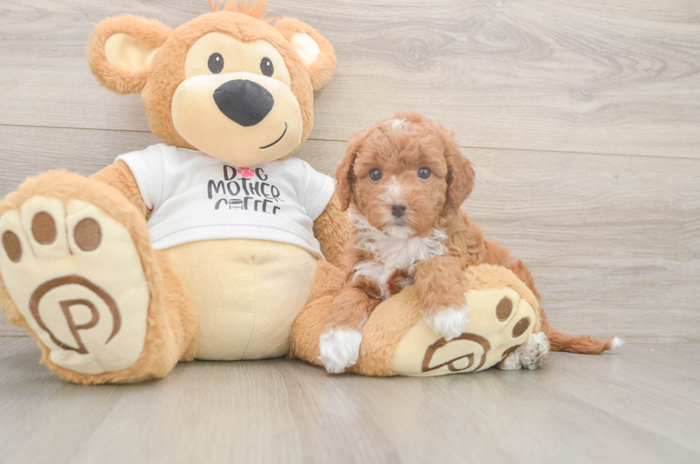 6 week old Mini Goldendoodle Puppy For Sale - Puppy Love PR