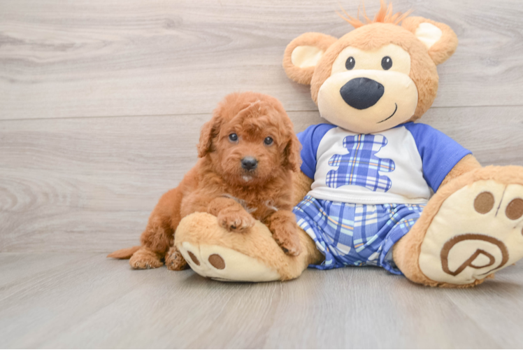 Adorable Golden Retriever Poodle Mix Poodle Mix Puppy