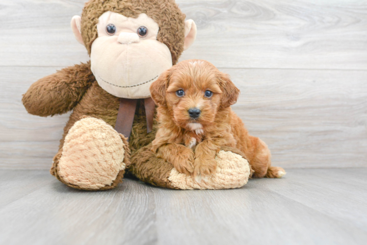 Cute Mini Goldendoodle Poodle Mix Pup