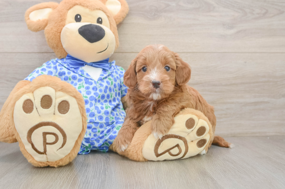 6 week old Mini Goldendoodle Puppy For Sale - Puppy Love PR