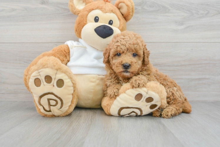 Meet Locke - our Mini Goldendoodle Puppy Photo 1/3 - Puppy Love PR Sweet Mini Goldendoodle Baby