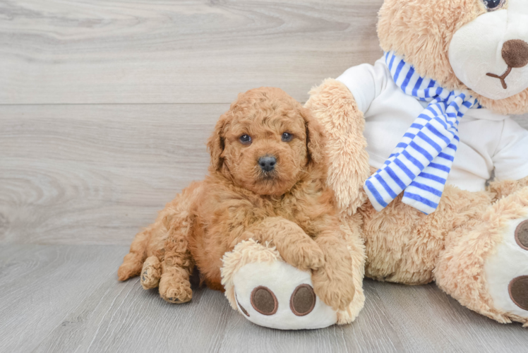 Little Golden Retriever Poodle Mix Puppy