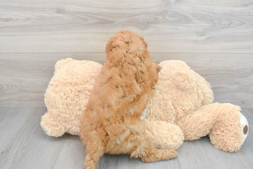 Mini Goldendoodle Puppy for Adoption