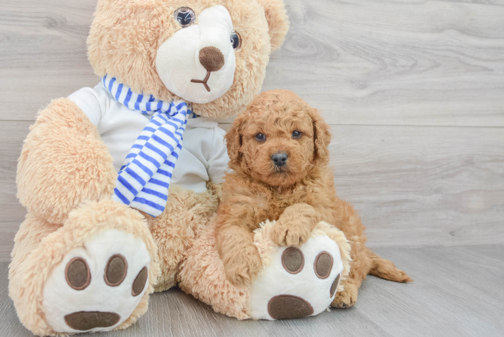 Little Golden Retriever Poodle Mix Puppy