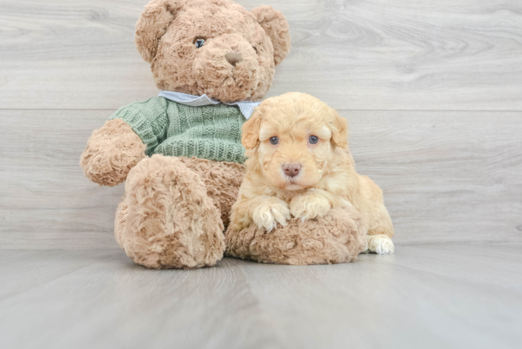 Meet Locke - our Mini Goldendoodle Puppy Photo 1/3 - Puppy Love PR Cute Mini Goldendoodle Baby