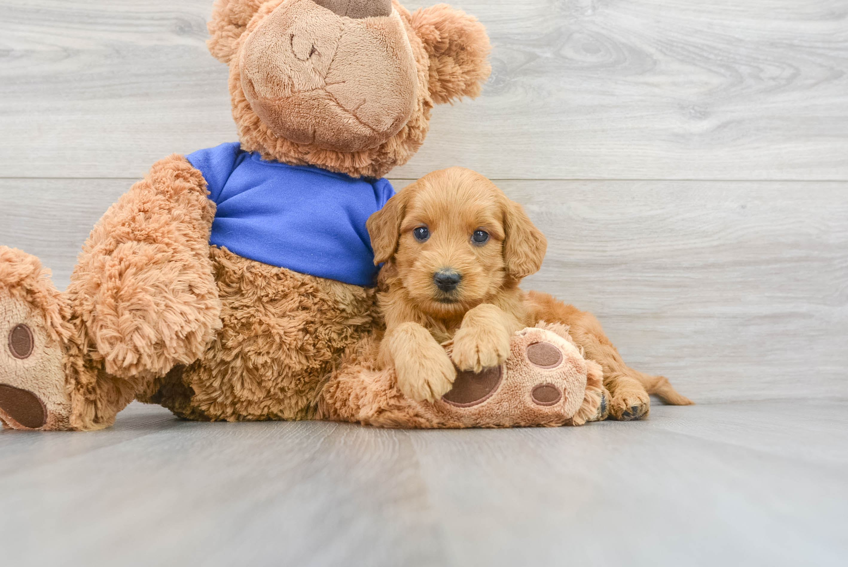 Best Mini Goldendoodle Baby