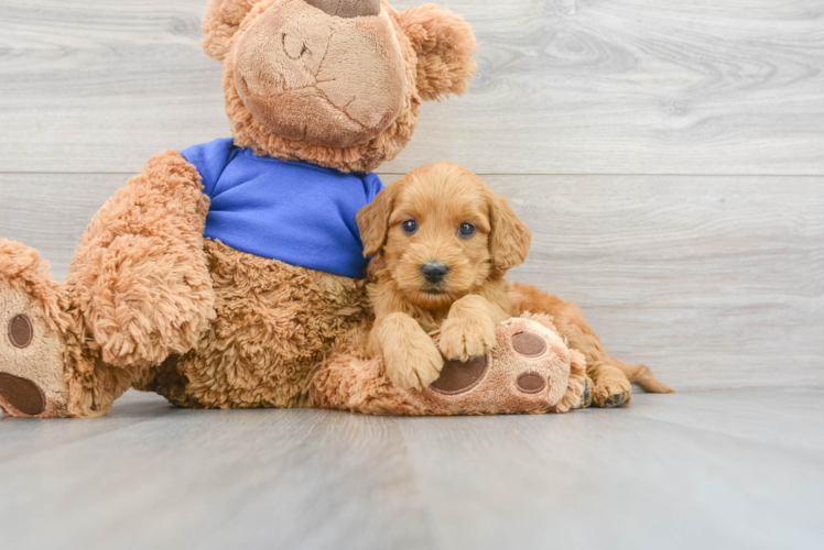 Meet Locke - our Mini Goldendoodle Puppy Photo 1/3 - Puppy Love PR Best Mini Goldendoodle Baby