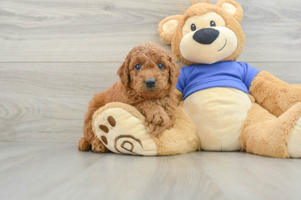 6 week old Mini Goldendoodle Puppy For Sale - Puppy Love PR