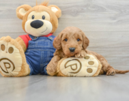 7 week old Mini Goldendoodle Puppy For Sale - Puppy Love PR