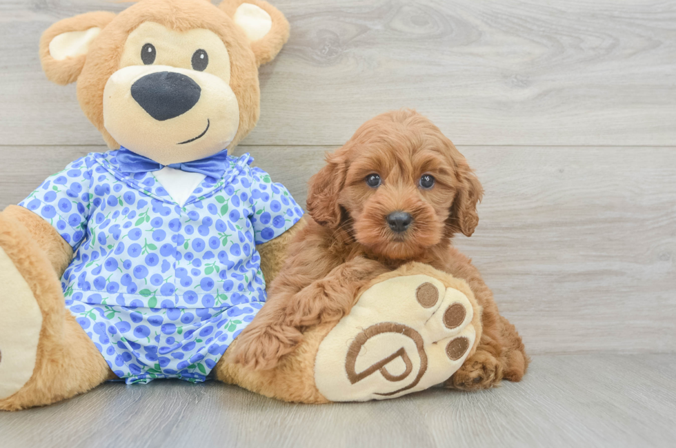 5 week old Mini Goldendoodle Puppy For Sale - Puppy Love PR