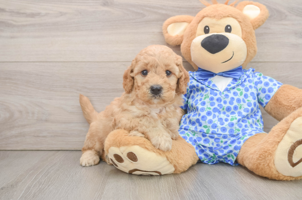 6 week old Mini Goldendoodle Puppy For Sale - Puppy Love PR