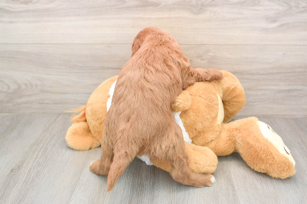 Best Mini Goldendoodle Baby