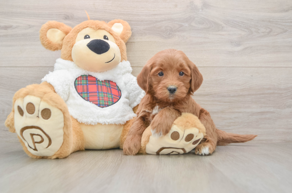5 week old Mini Goldendoodle Puppy For Sale - Puppy Love PR