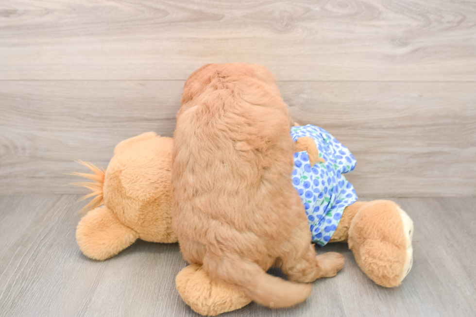 Cute Mini Goldendoodle Baby