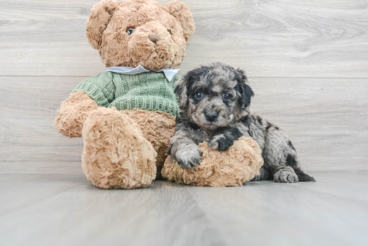 Meet Lush - our Mini Goldendoodle Puppy Photo 1/3 - Puppy Love PR Mini Goldendoodle Puppy for Adoption