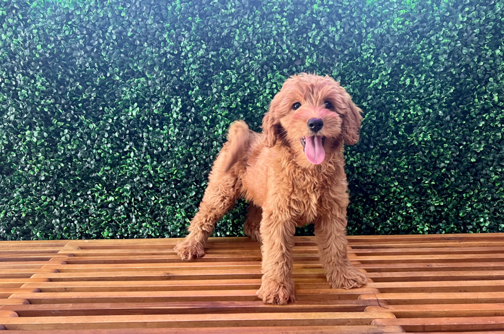 11 week old Mini Goldendoodle Puppy For Sale - Puppy Love PR