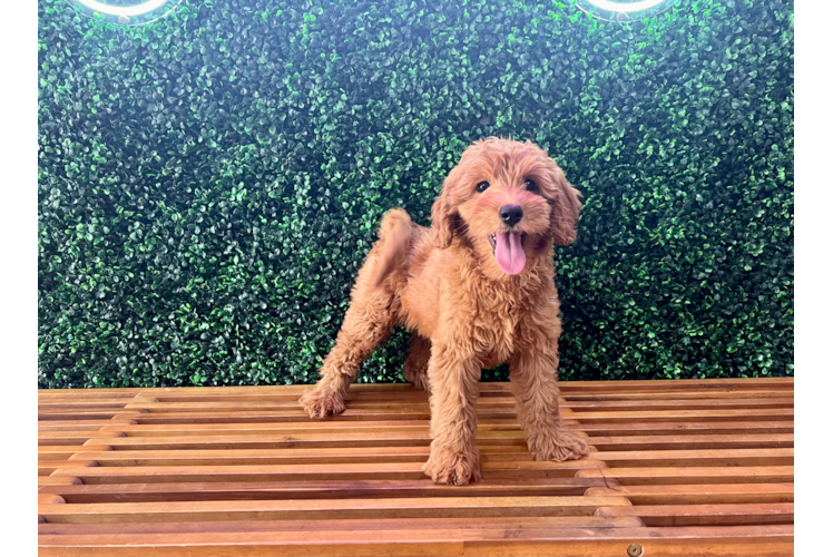 Meet Lush - our Mini Goldendoodle Puppy Photo 1/5 - Puppy Love PR Cute Mini Goldendoodle Poodle Mix Pup