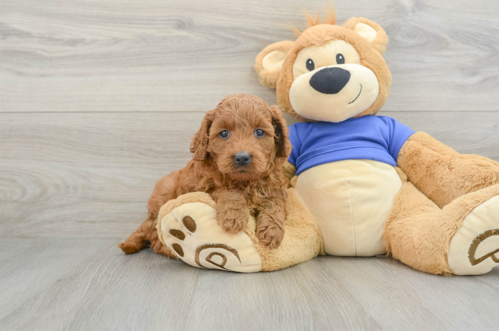 6 week old Mini Goldendoodle Puppy For Sale - Puppy Love PR