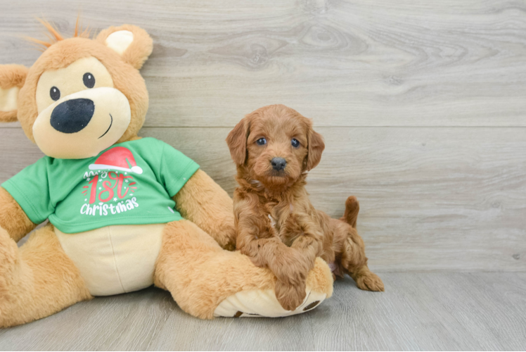 Meet Lush - our Mini Goldendoodle Puppy Photo 1/3 - Puppy Love PR Small Mini Goldendoodle Baby
