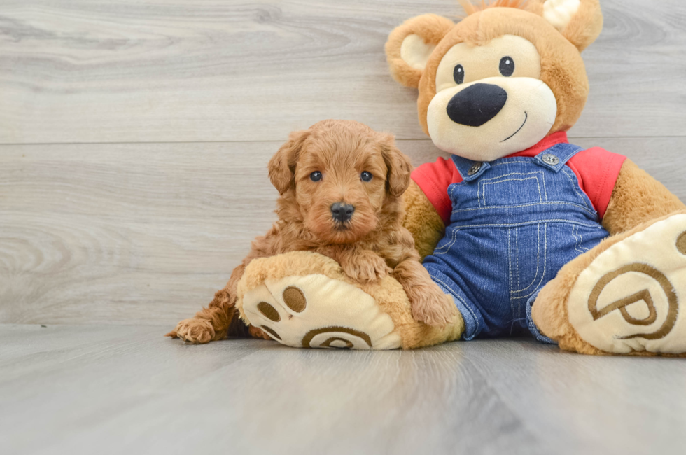 6 week old Mini Goldendoodle Puppy For Sale - Puppy Love PR