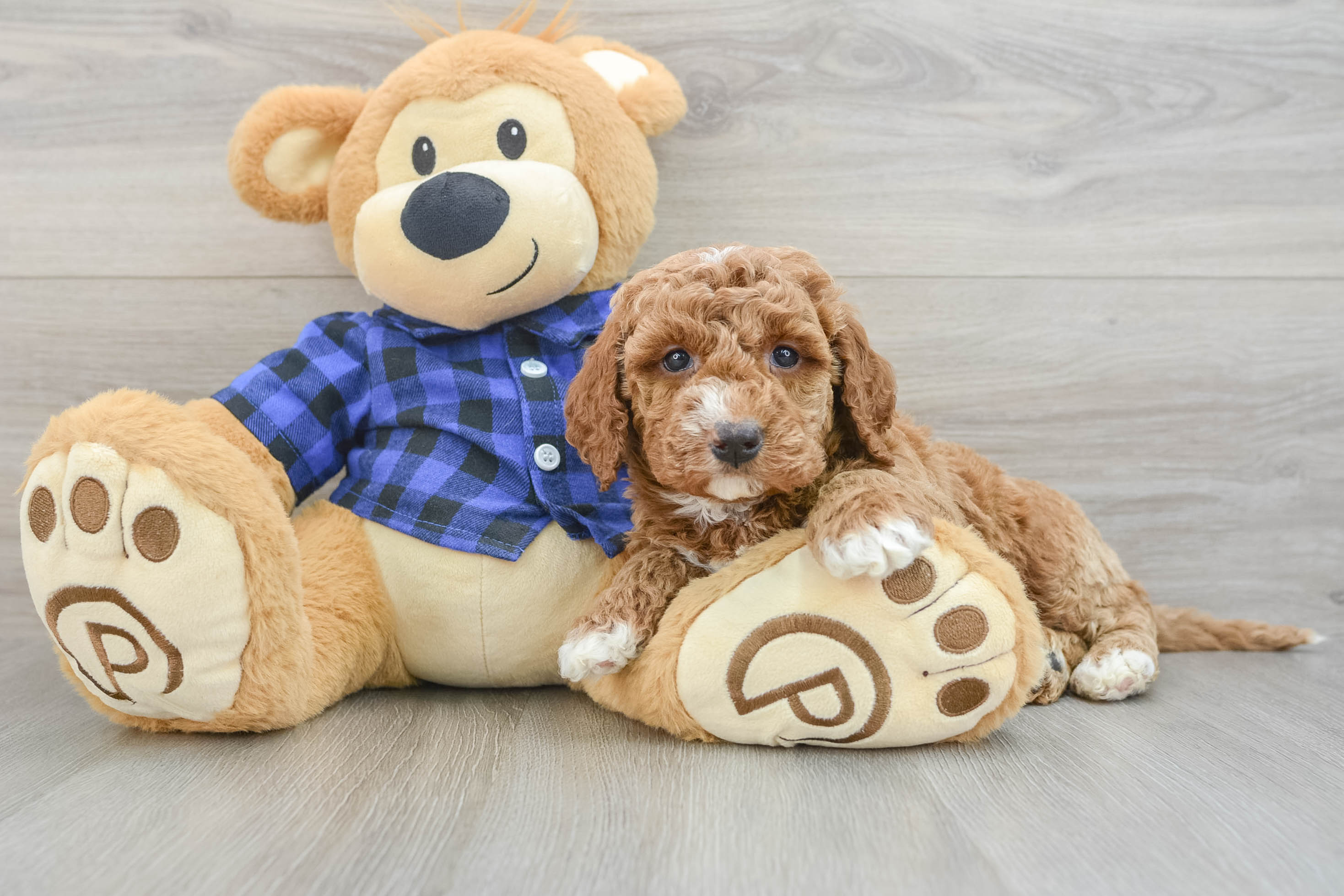 Happy Mini Goldendoodle Baby