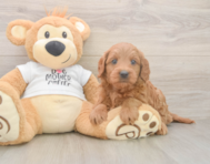 7 week old Mini Goldendoodle Puppy For Sale - Puppy Love PR