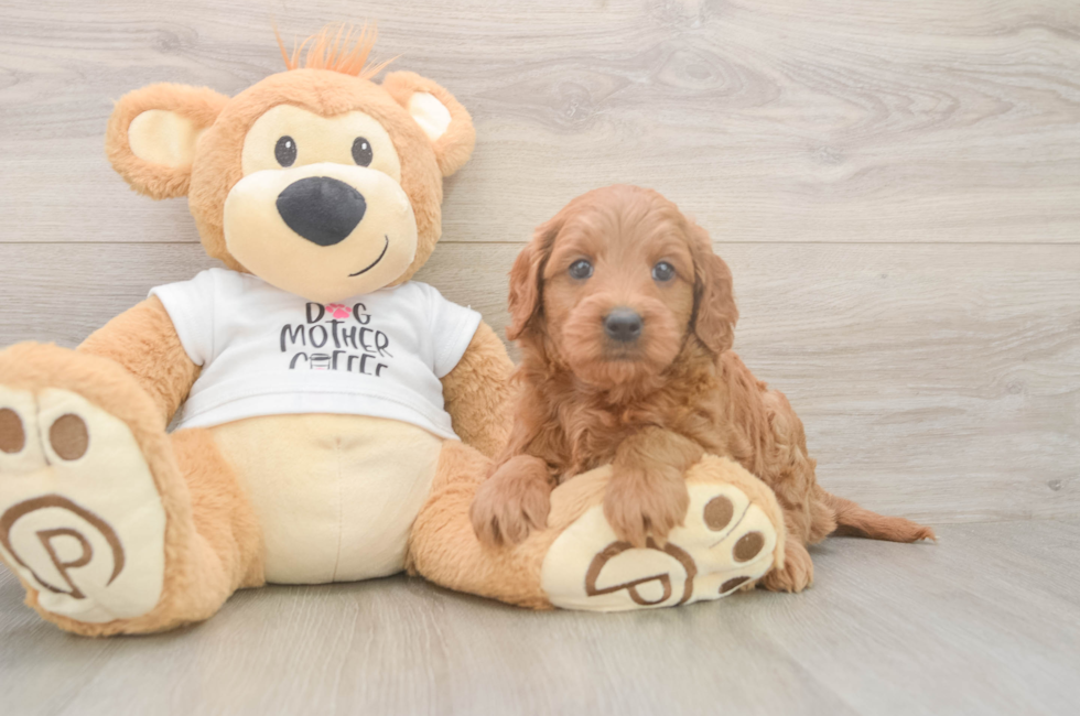 6 week old Mini Goldendoodle Puppy For Sale - Puppy Love PR