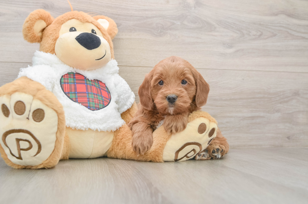 5 week old Mini Goldendoodle Puppy For Sale - Puppy Love PR