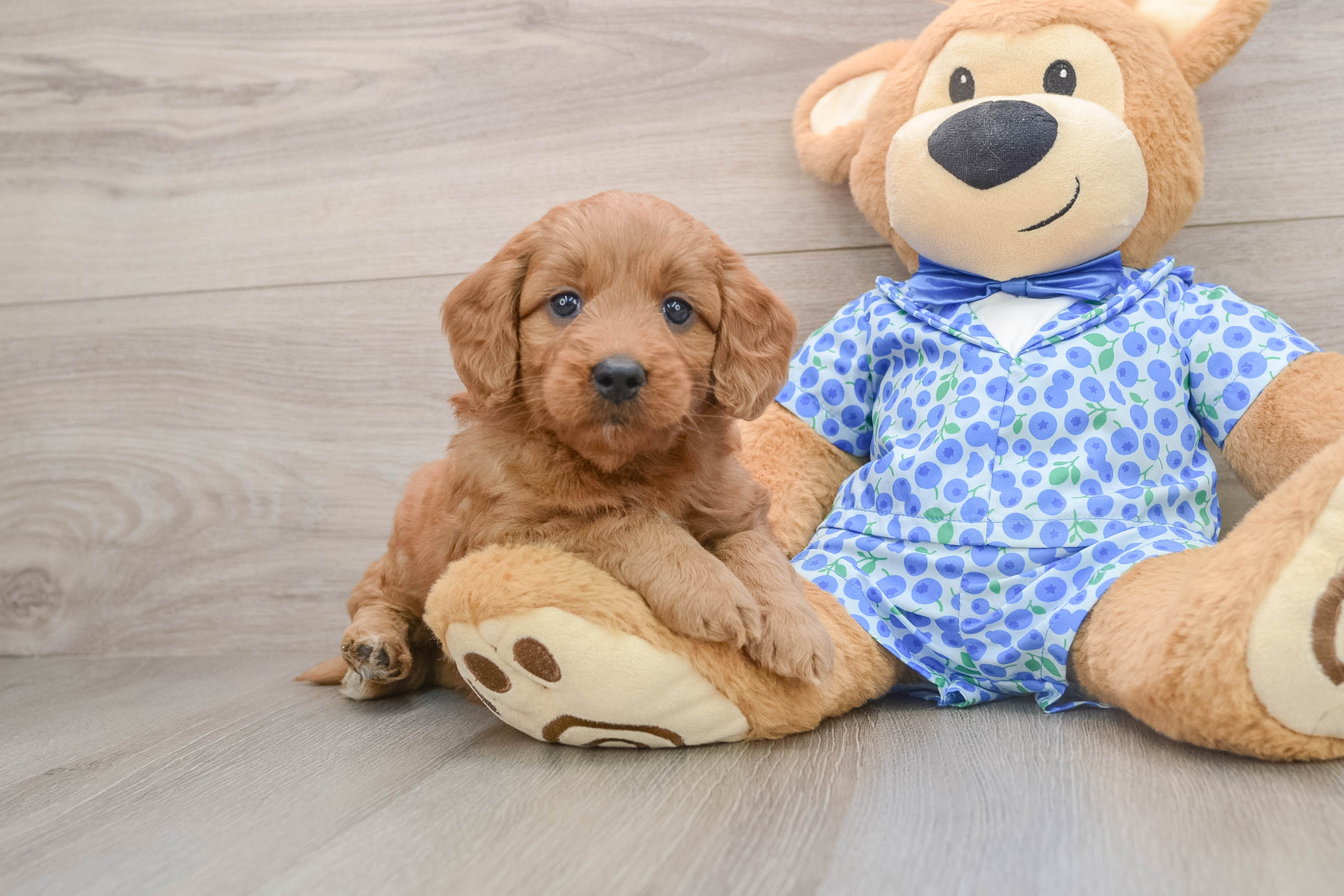 Mini Goldendoodle Pup Being Cute
