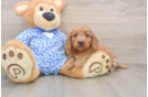Cute Mini Goldendoodle Baby