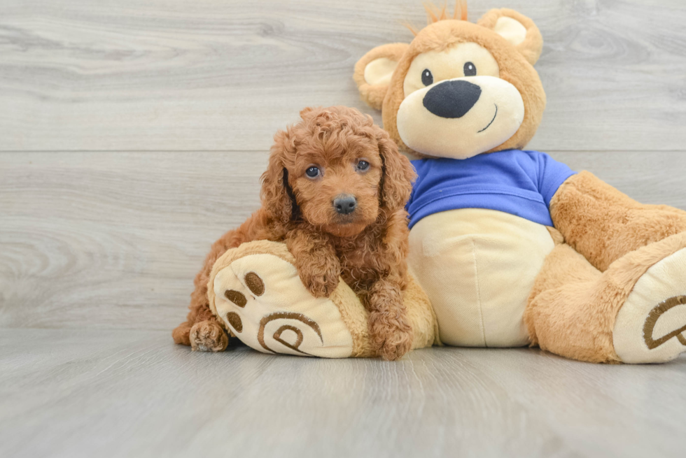 Cute Mini Goldendoodle Baby