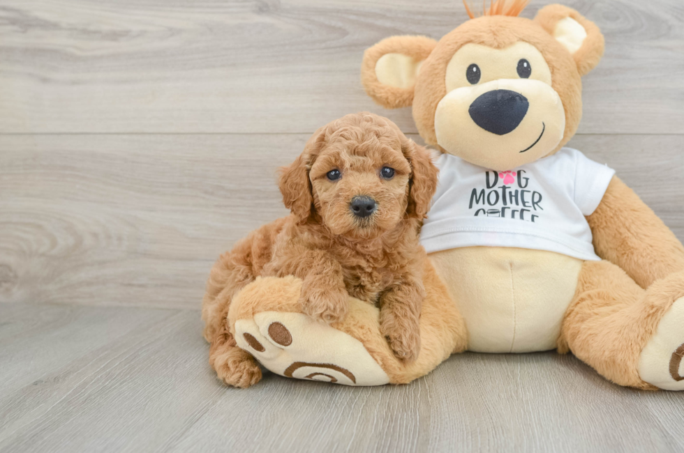 6 week old Mini Goldendoodle Puppy For Sale - Puppy Love PR