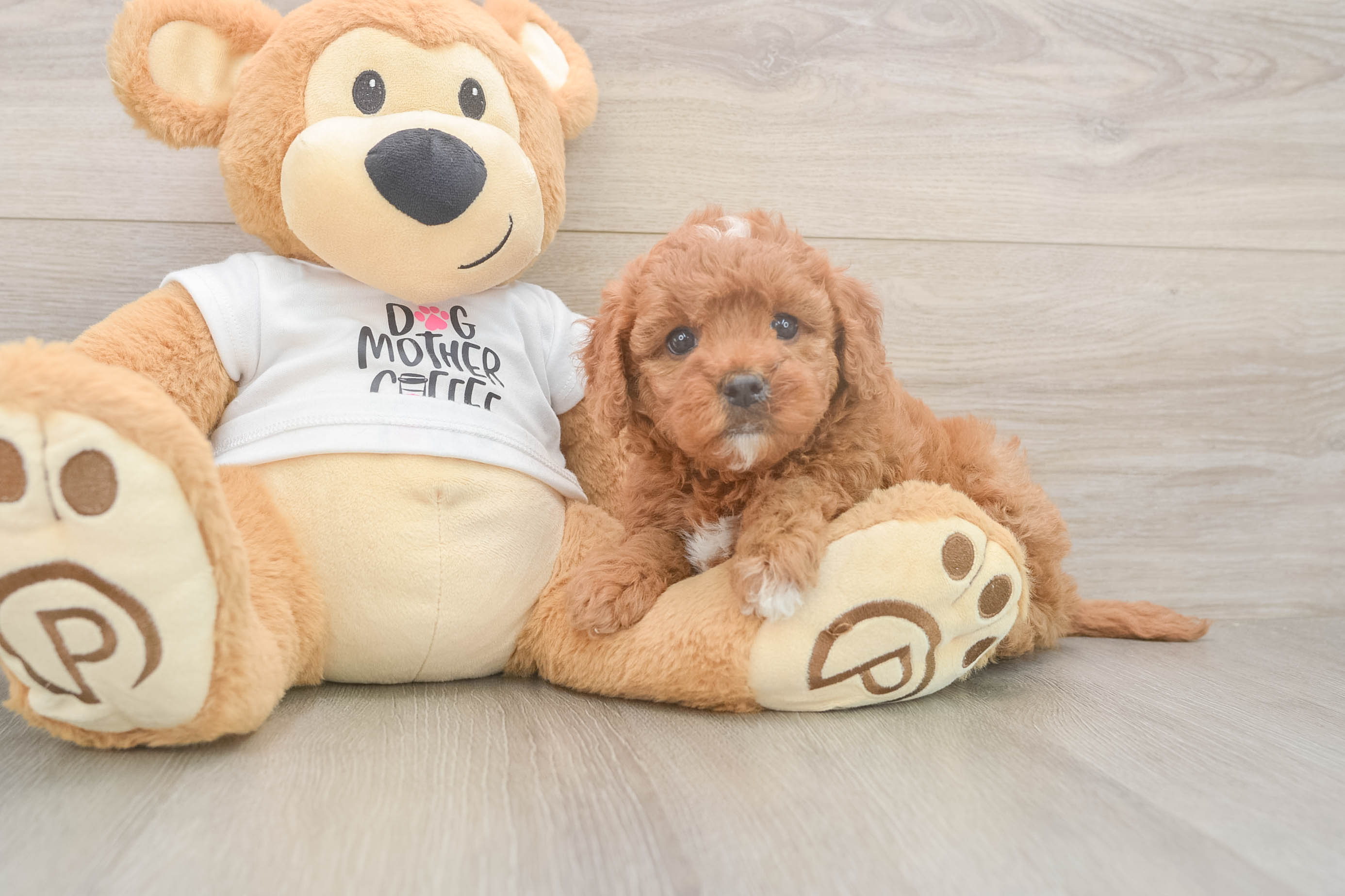 Hypoallergenic Mini Goldiepoo Poodle Mix Puppy