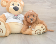 7 week old Mini Goldendoodle Puppy For Sale - Puppy Love PR