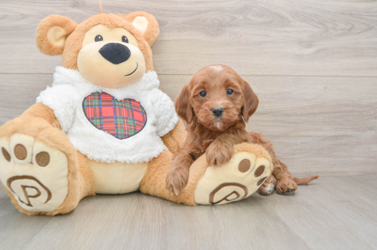 Mini Goldendoodle Puppy for Adoption