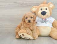8 week old Mini Goldendoodle Puppy For Sale - Puppy Love PR
