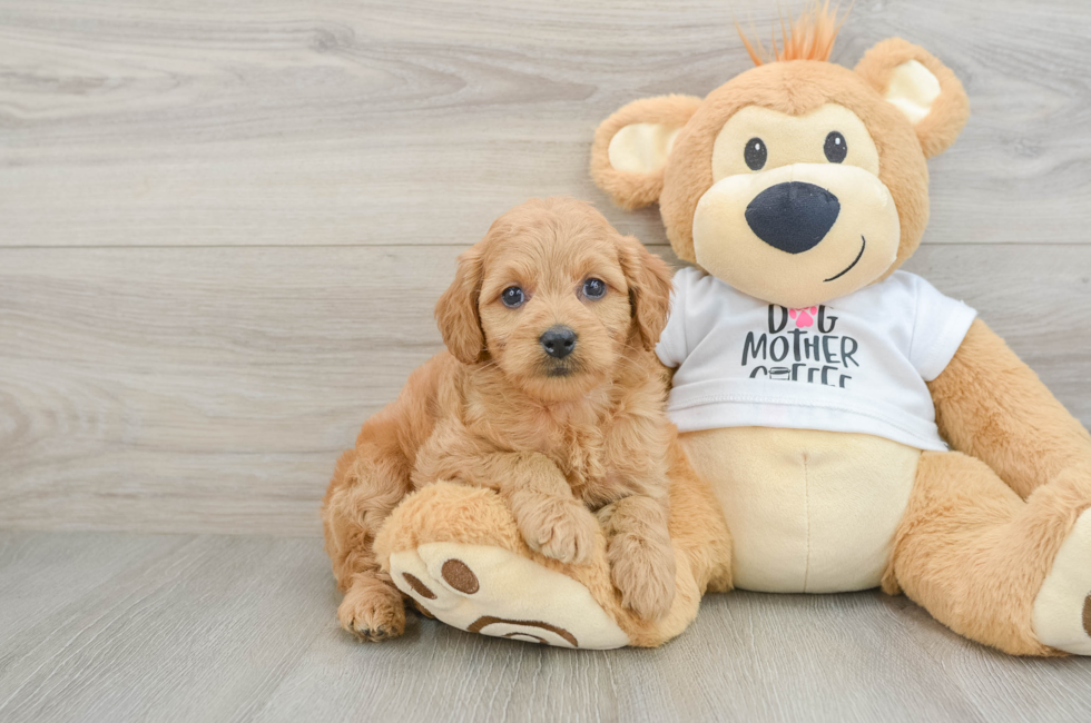 6 week old Mini Goldendoodle Puppy For Sale - Puppy Love PR