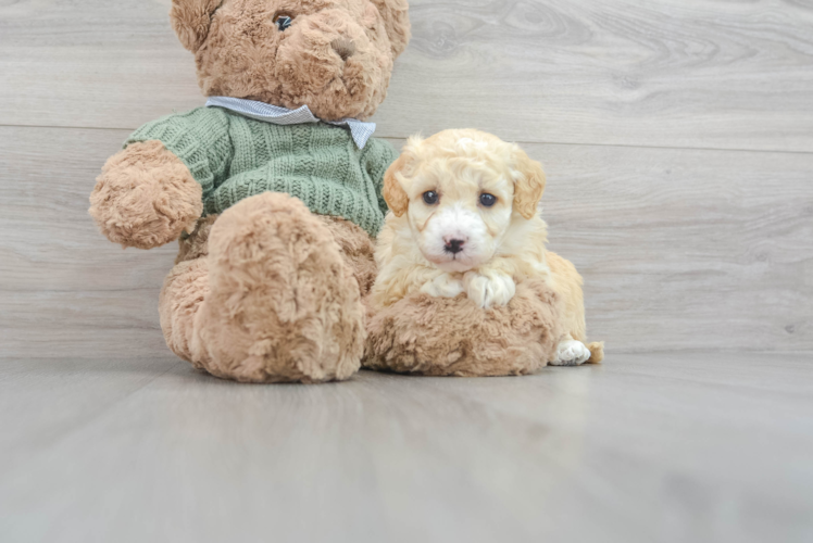 Meet Lydia - our Mini Goldendoodle Puppy Photo 1/3 - Puppy Love PR Playful Golden Retriever Poodle Mix Puppy