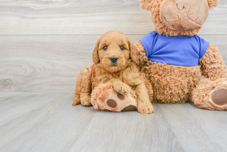Meet Lydia - our Mini Goldendoodle Puppy Photo 1/3 - Puppy Love PR Best Mini Goldendoodle Baby