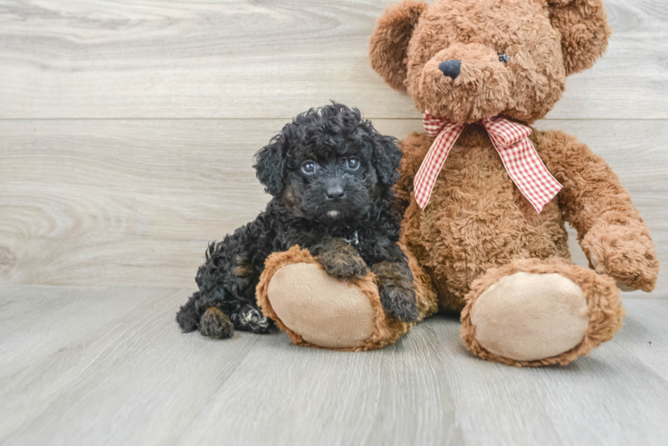 Meet Lydia - our Mini Goldendoodle Puppy Photo 1/3 - Puppy Love PR Best Mini Goldendoodle Baby