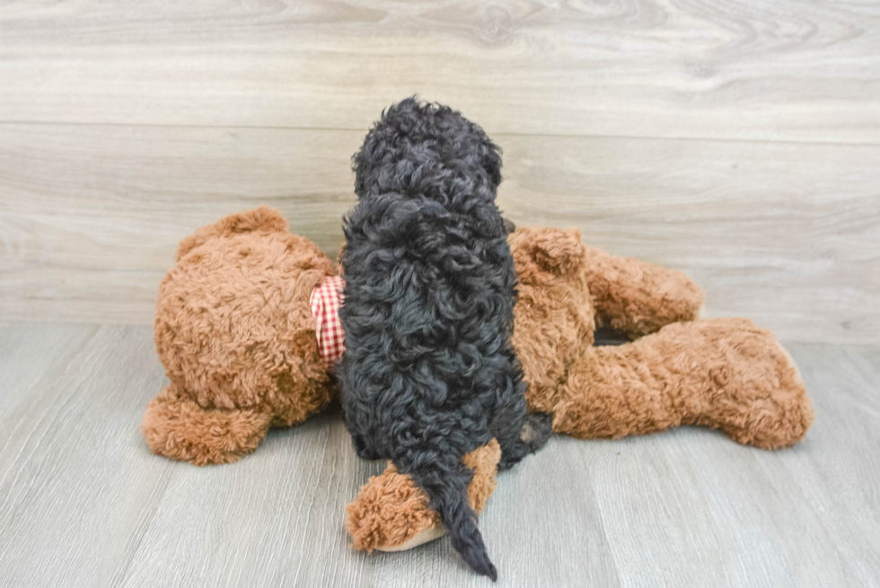 Hypoallergenic Mini Goldiepoo Poodle Mix Puppy
