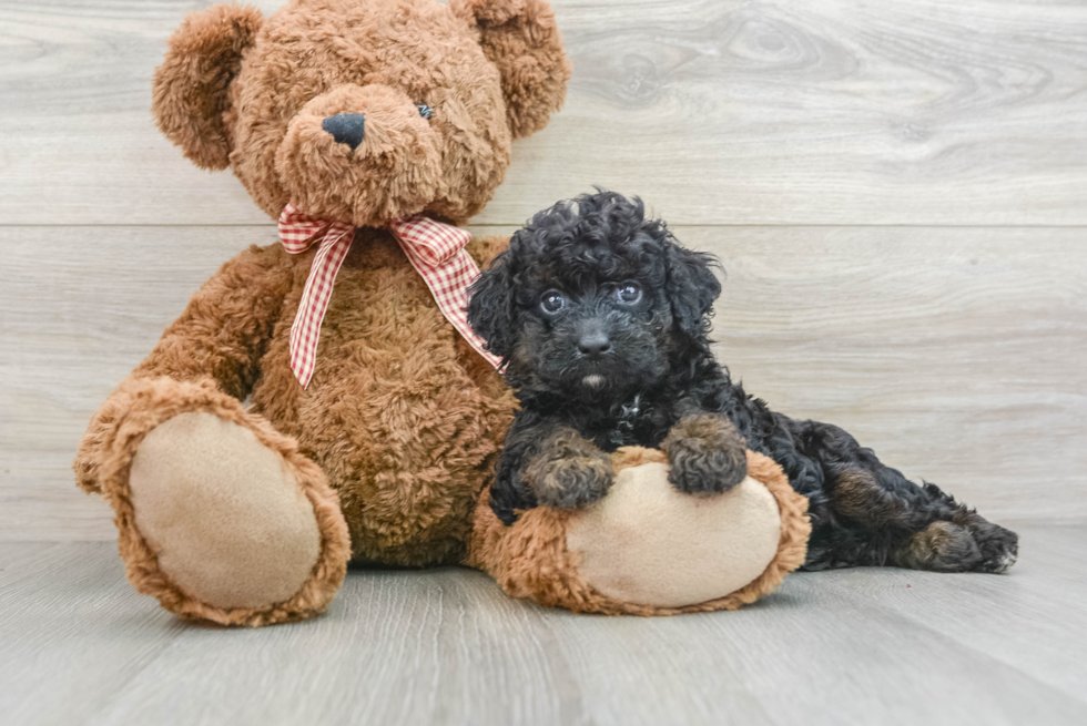 Sweet Mini Goldendoodle Baby